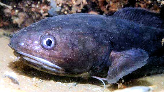 Raniceps raninus_09977